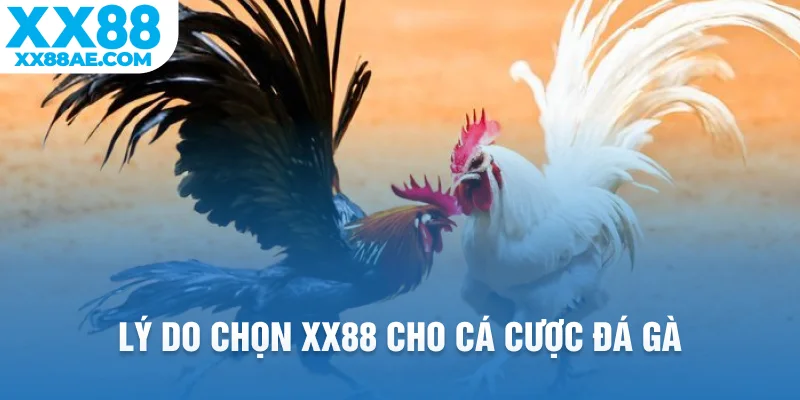 Lý do chọn XX88 cho cá cược đá gà
